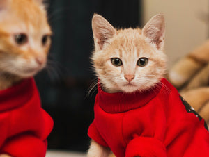 CAT CLOTHS