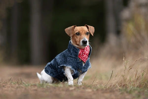 DOG CLOTHS